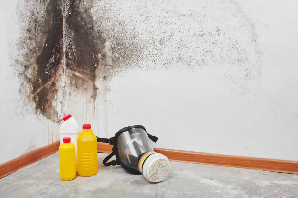 Best Certified Mold Removal  in Haslett, MI