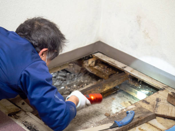 Best Residential Mold Removal  in Haslett, MI