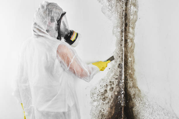 Mold Testing and Removal in Haslett, MI