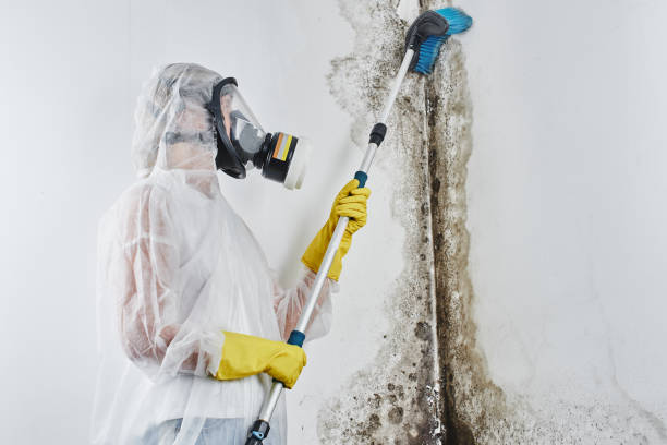  Haslett, MI Mold Removal Pros