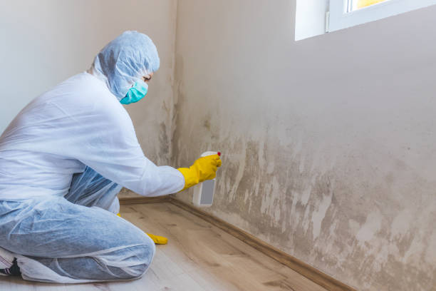 Best Attic Mold Removal  in Haslett, MI