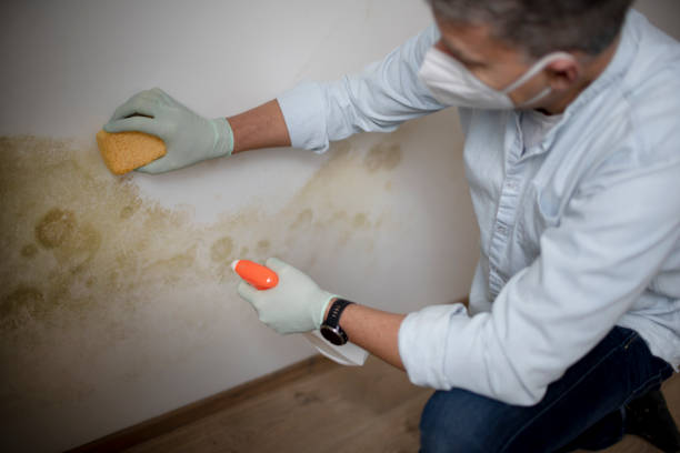 Best Toxic Mold Removal  in Haslett, MI