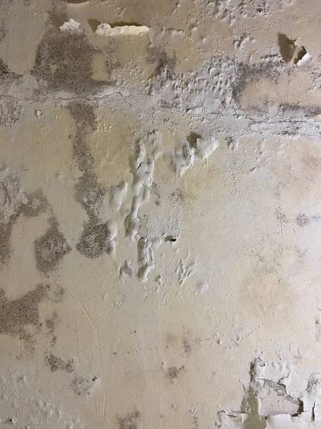Best Mold Removal Company Near Me  in Haslett, MI