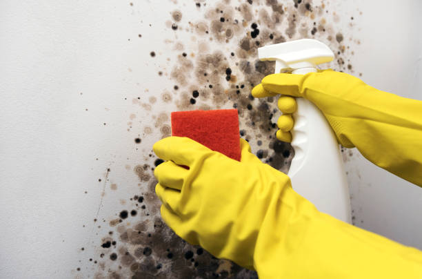 Home Mold Removal in Haslett, MI