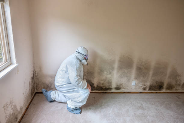 Best Certified Mold Removal  in Haslett, MI