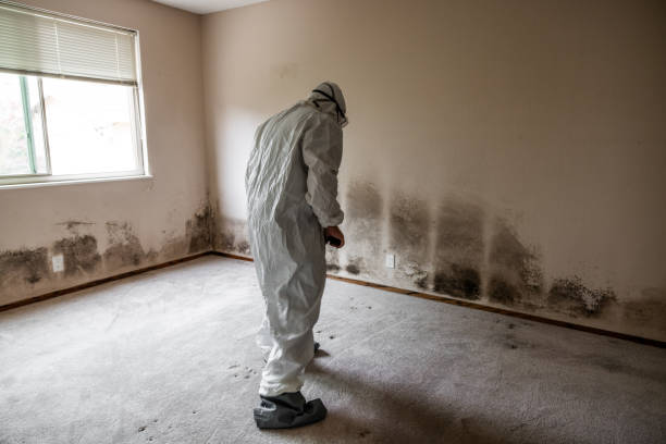 Best Commercial Mold Removal  in Haslett, MI