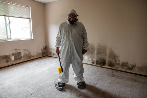 Best Attic Mold Removal  in Haslett, MI