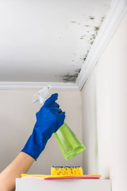 Best Mold Cleaning Services  in Haslett, MI
