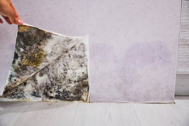 Best Best Mold Removal Companies  in Haslett, MI